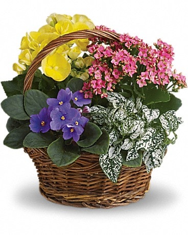Spring Has Sprung Mixed Basket Plant